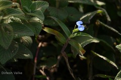 Commelina hirsuta